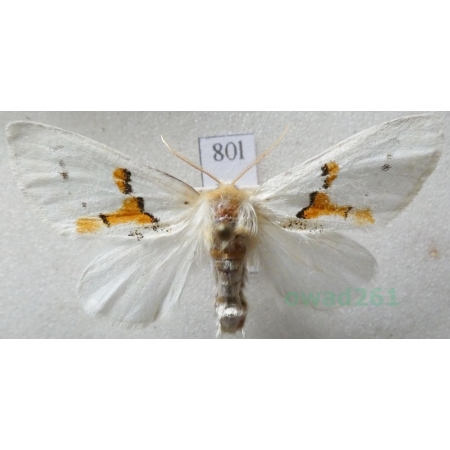 Leucodonta bicoloria (Denis & Schiffermüller, 1775) Białoząbka dwubarwica Czech80l